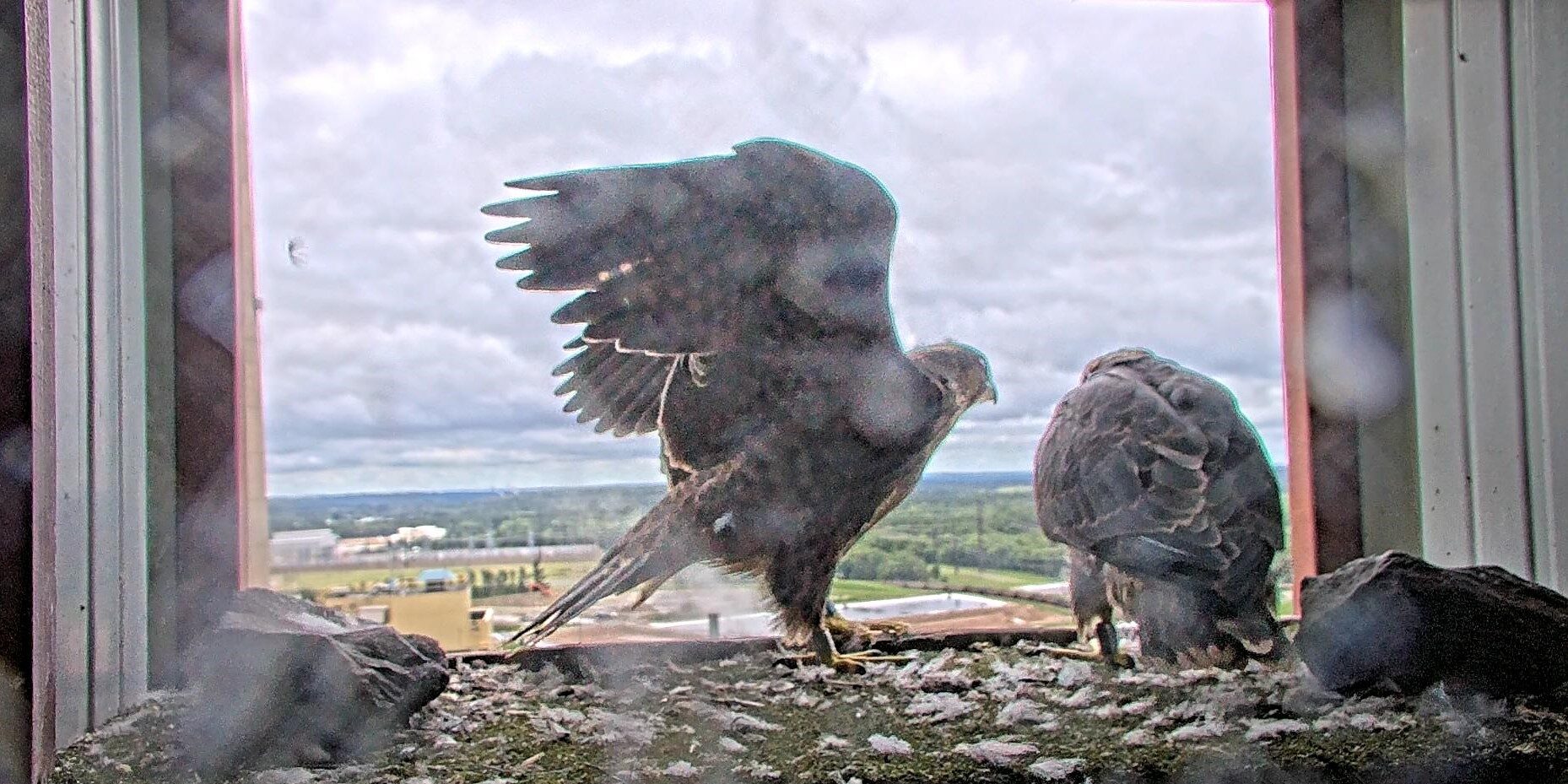 A peregrine falcon flapping its wings inside a nest box with another peregrine falcon perched inside the nest box.